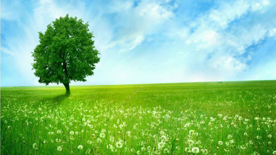 

Natural Scene of Green Tree in Green Garden Poster Paper Print(12 inch X 18 inch, Rolled)