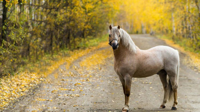 

MNTC Beautiful Horse Poster (Paper Print, 12x18 inch) Paper Print(12 inch X 18 inch, Rolled)