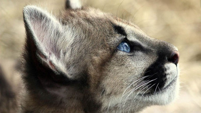 

MNTC Beautiful Animal Poster (Paper Print, 12x18 inch) Paper Print(12 inch X 18 inch, Rolled)
