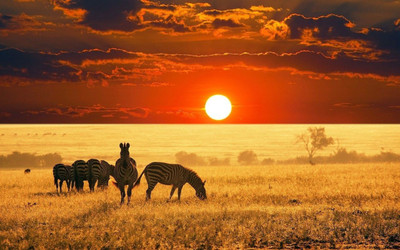 

MNTC Beautiful Zebra Poster (Paper Print, 12x18 inch) Paper Print(12 inch X 18 inch, Rolled)