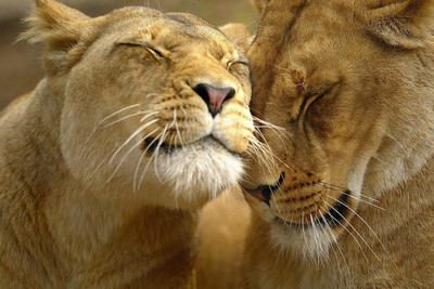

MNTC Beautiful Lion Poster (Paper Print, 12x18 inch) Paper Print(12 inch X 18 inch, Rolled)