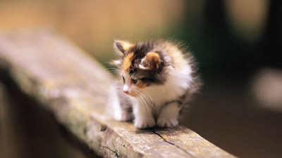 

MNTC Beautiful Cat Poster (Paper Print, 12x18 inch) Paper Print(12 inch X 18 inch, Rolled)