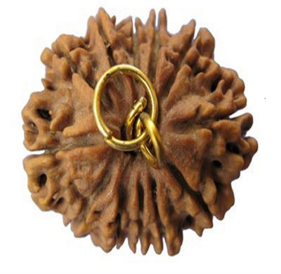 Jaipur Gesmtone 12 Mukhi / Seven Face Rudraksha with Lab Certificate Wood Pendant