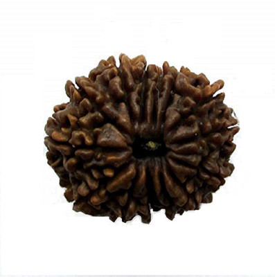 Jaipur Gesmtone 12 Mukhi / Seven Face Rudraksha with Lab Certificate Wood Pendant