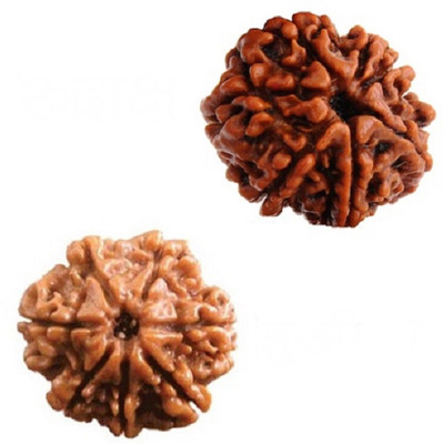 PRABHU KI ASTHA 7 MUKHI RUDRAKSHA (FACE ) Wood