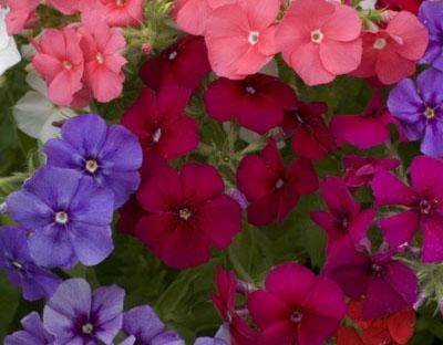 AllThatGrows Flower Seeds, Phlox Drummondii Beauty Mixed Flower Seeds Pack of 100 Seed(100 per packet)