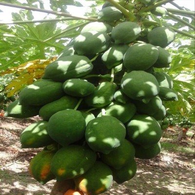 syed garden RED LADY PAPAYA KNOW YOU Seed(10 per packet)