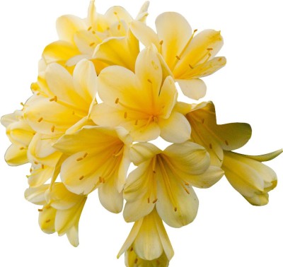 Nema Clivia seeds - Yellow - 10 Pcs Seed(10 per packet)