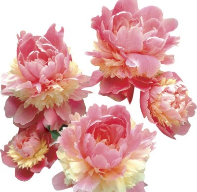 Nema Heirloom Sorbet Robust Colorful Double Blooms Peony Seed(10 per packet)