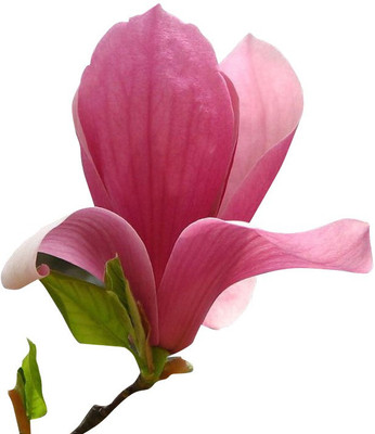 Redoak Pink Magnolia Seeds - 100 Pcs Seed(100 per packet)