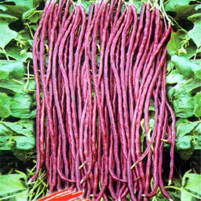 Nema Red CowPea Seed(10 per packet)