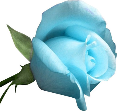 Nema Light Blue Rose Seed(100 per packet)