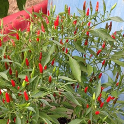 Nema Chili Pepper Seeds Seed(100 per packet)