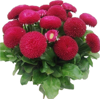 Nema Strawberry ice cream little daisy Seed(50 per packet)