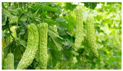 ZONATO Creative Farmer Bittergourd Vegetable For Winter Kitchen Garden Pack Seed(50 per packet)