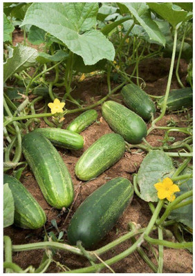 ZONATO Cucumber Seed(50 per packet)
