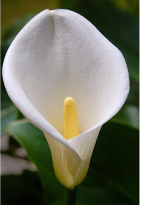 

Aabhaas Wall Poster Zantedeschia Aethiopica Paper Print(12 inch X 18 inch, Rolled)
