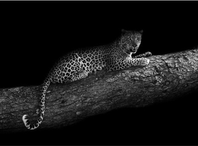 

Aabhaas Wall Poster Leopard In A Tree Paper Print(12 inch X 18 inch, Rolled)