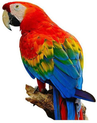 

Wall Poster Colorful Scarlet Macaw Aviary Paper Print(12 inch X 18 inch, Rolled)
