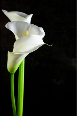 

Wall Poster Bouquet Calla Lilies Paper Print(12 inch X 18 inch, Rolled)