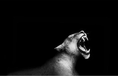 

Aabhaas Wall Poster Lion Roaring Paper Print(12 inch X 18 inch, Rolled)