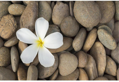 Wall Poster Frangipani Paper Print(12 inch X 18 inch, Rolled)