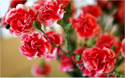 ZONATO Carnation Flower Seed(20 per packet)