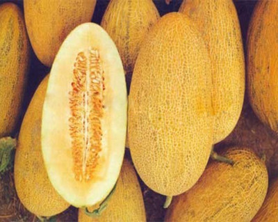 Nema Cantaloupe Melon seeds Seed(50 per packet)