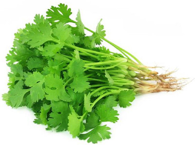 ZONATO coriander 1 pack of 100 Seed(100 per packet)