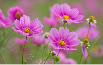 ZONATO Flower Seeds Cosmos Flower Seed(20 per packet)