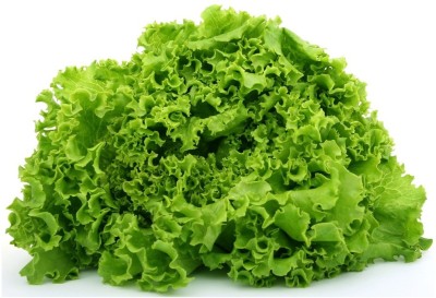 ZONATO Vegetables Seeds Lettuce Green (Salad) 1 Pack of 50 Seed(50 per packet)