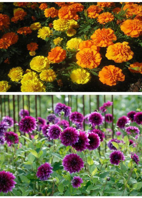 ZONATO Flower seeds African Marigold and Gompherna flower Combo pack of best Quality Premium Seed(50 per packet)