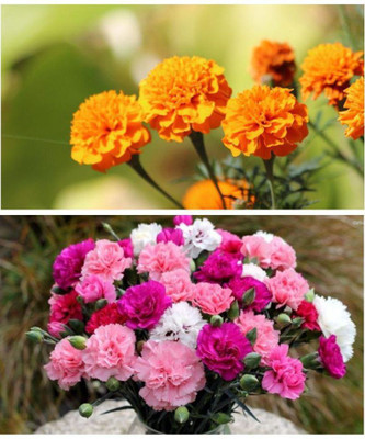 ZONATO Flower seeds African Marigold and Carnation flower Combo pack of best Quality Premium Seed(50 per packet)