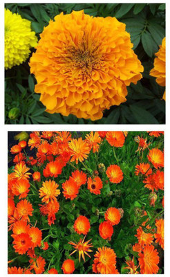 ZONATO African Marigold and French Marigold flower Combo pack of best Quality Premium Seeds for home, garden, plants, balcony, kitchen & Farm House Seed(30 per packet)