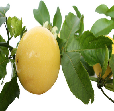 Nema Passiflora Edulis Seed(20 per packet)