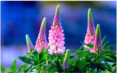 ZONATO Lupine Flower Seed(20 per packet)