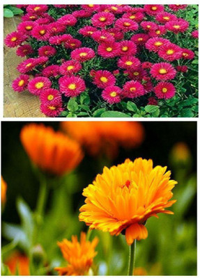 ZONATO Aster Flower and Calendula flower Combo pack of best Quality Seed(100 per packet)