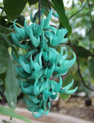 Nema Jade Vine 'Strongylodon Macrobotrys' Flower Seeds -Bluish Green Seed(5 per packet)