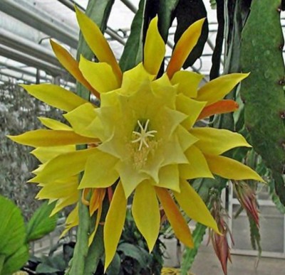 Nema Rare Cactus Garden Flower Seeds - Yellow Seed(100 per packet)