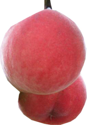 Nema Wang peach Fruit Seed(6 per packet)