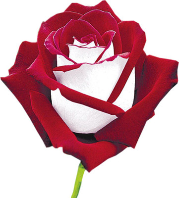 Nema Rare Red White Osiria Ruby Rose Seed(100 per packet)