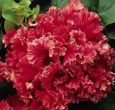 Nema Double Red Valentine Pelleted Petunia Seed(200 per packet)
