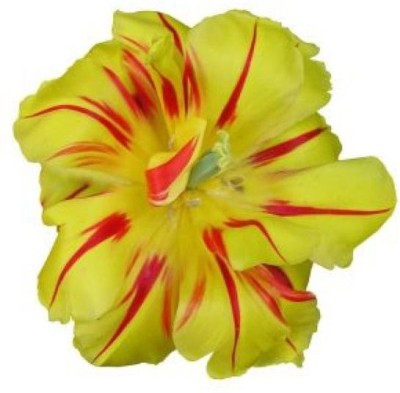 Nema Yellow and Red Morning Glory Flower Seed(100 per packet)