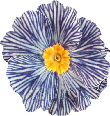 Nema zebra evening primrose Seed(10 per packet)