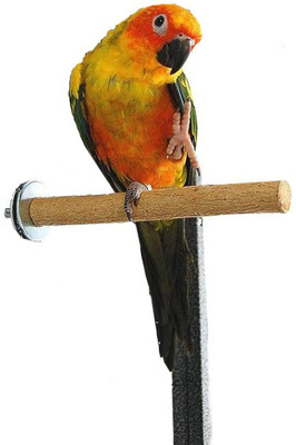 

Sage Square Wooden Training Aid, Stick For Bird