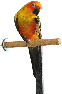 

Sage Square 10 Inches / 25 cm Natural Habitat Wooden Perch / Stand / Toy for Birds (Light Weight) Wooden Training Aid, Stick For Bird