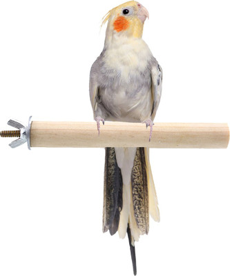 

Sage Square 8 Inches / 20 cm Natural Habitat Wooden Perch / Stand / Toy for Birds (Light Weight) Wooden Training Aid, Stick For Bird