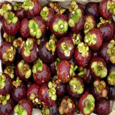 Nema Dwarf Mangosteen Seed(10 per packet)