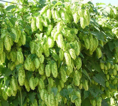 Nema Humulus lupulus European Hop Flower Seed(40 per packet)