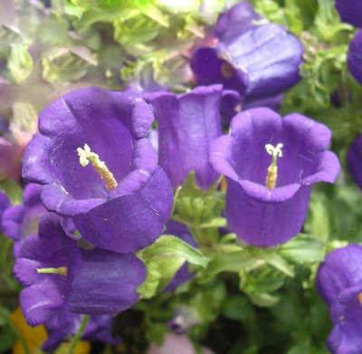 Nema Campanula Flower seeds - Blue Seed(100 per packet)